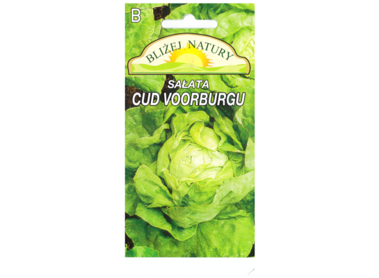 Sałata masłowa cud voorburgu 0,5 POLAN