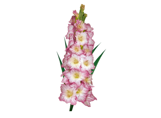 Mieczyk Priscilla 1 sztuka 100-120 cm kremowo-żółty 14+