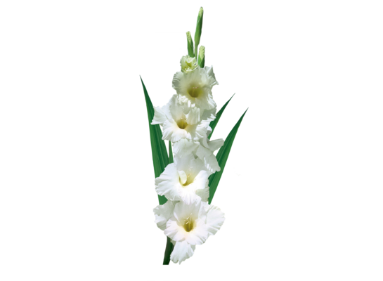 Mieczyk Prosperity 1 sztuka 100-120 cm biały 14+