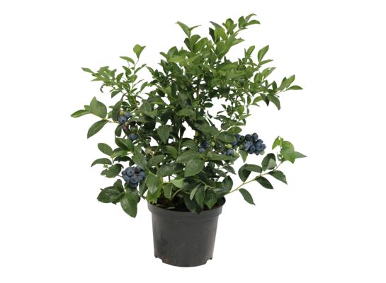 Borówka amerykańska wys. 30-40 cm, don. 1,5 l