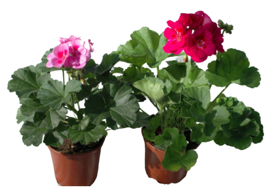 Pelargonia rabatowa Flower Fairy Pink wys. 25 cm don. 12 cm