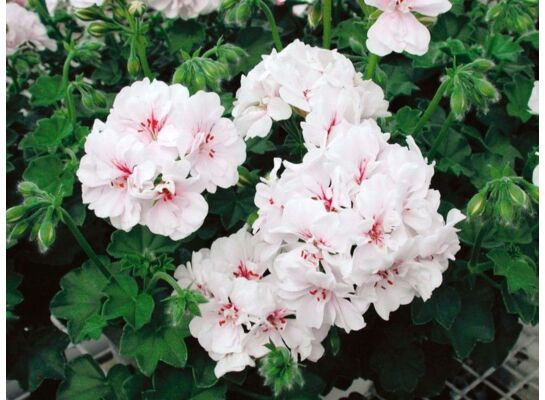 Pelargonia bluszczolistna Blanche Roche