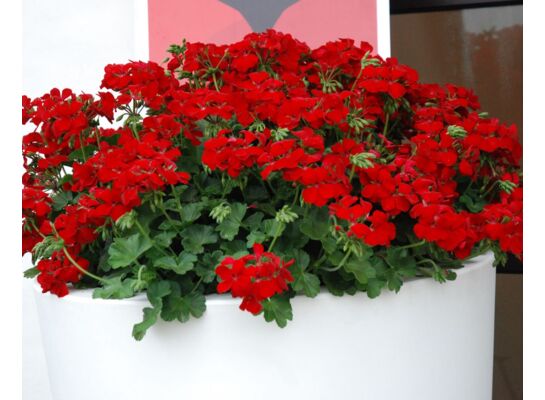 Pelargonia Champion wys. 30 cm don. 12 cm