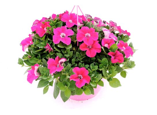 Petunia Veranda wys. 25 cm don. 12 cm