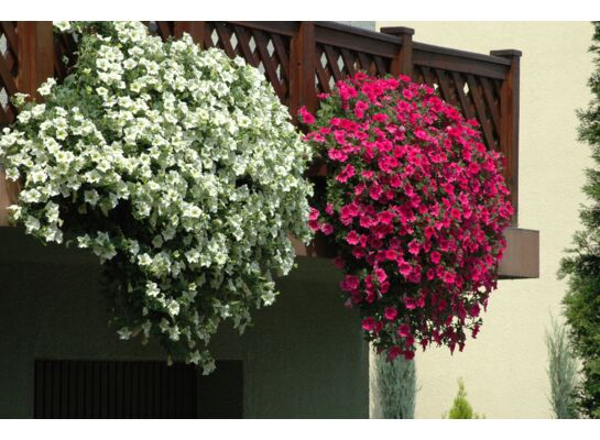 Petunia surfinia wys. 30 cm don. 12 cm