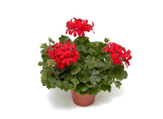 Pelargonia Super Cascade wys. 35 cm don. 12 cm