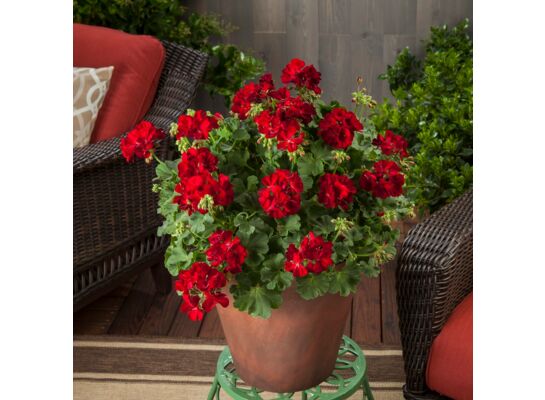 Pelargonia Calioppe Red wys. 35 cm don. 12 cm