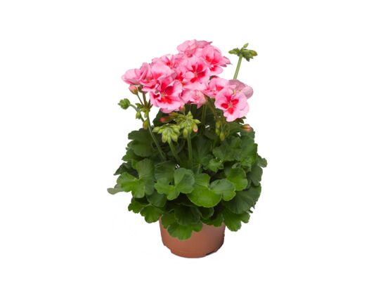 Pelargonia Calioppe Rose Splash wys. 35 cm don. 12 cm