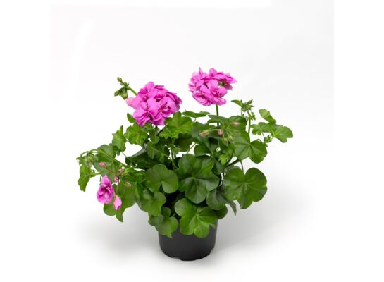 Pelargonia bluszczolistna Amelit wys. 35 cm don. 12 cm
