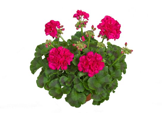 Pelargonia rabatowa Americana Violet wys. 35 cm don. 12 cm