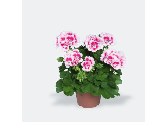 Pelargonia rabatowa Americana White Splash wys. 35 cm don. 12 cm