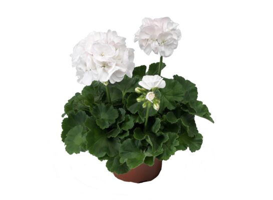 Pelargonia rabatowa Classic White wys. 35 cm don. 12 cm