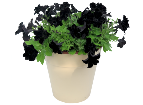 Petunia crazytunia Black Mamba wys. 30 cm don. 12 cm