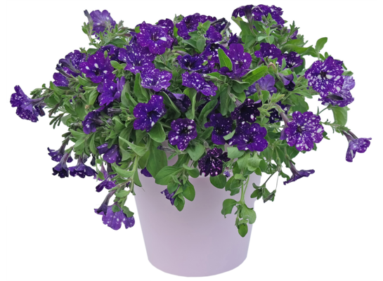 Petunia Night Sky, Table Azure wys. 30 cm don. 12 cm