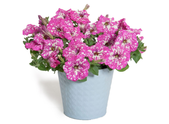 Petunia Baby Doll wys. 30 cm don. 12 cm