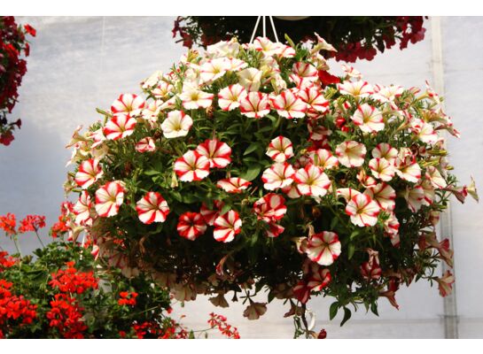 Petunia crazytunia Knight Rider, Cherry Cheesecake, Cherry Mandeville wys. 26 cm don. 12 cm