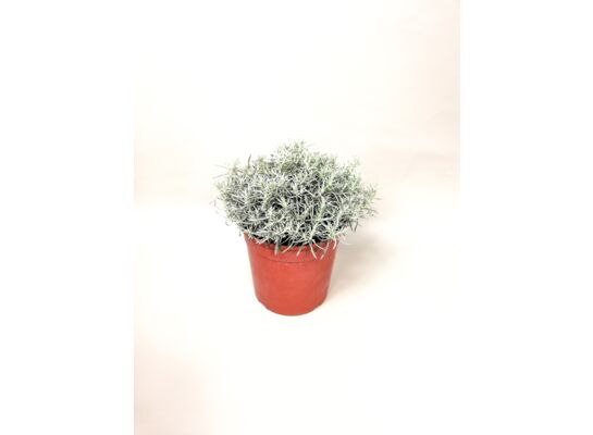 Kocanka włoska don.14 cm