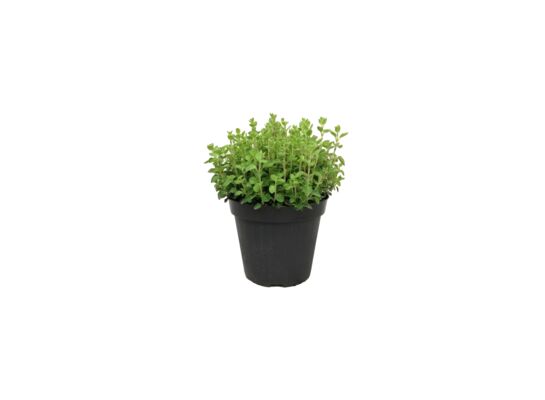 Oregano don.14 cm