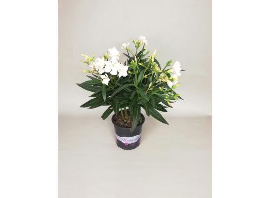 Oleander don.14 cm