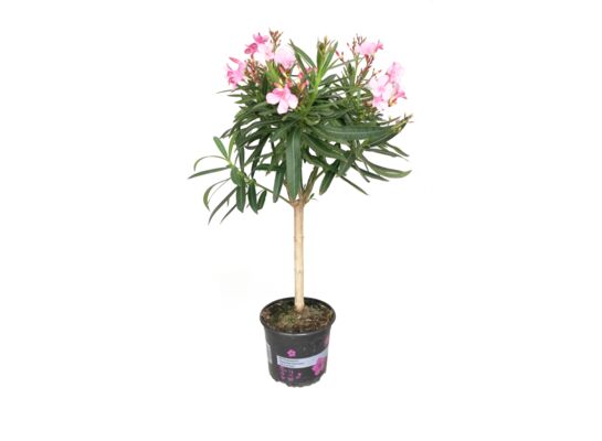 Oleander na pniu