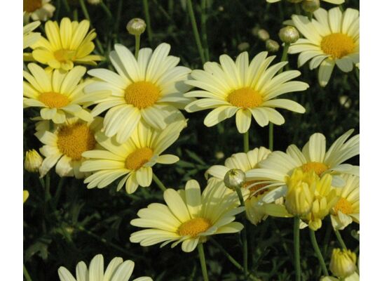 Argyranthemum wys. 30 cm don. 10 cm