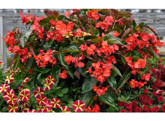 Begonia Dragon Red wys. 35 cm don. 17 cm