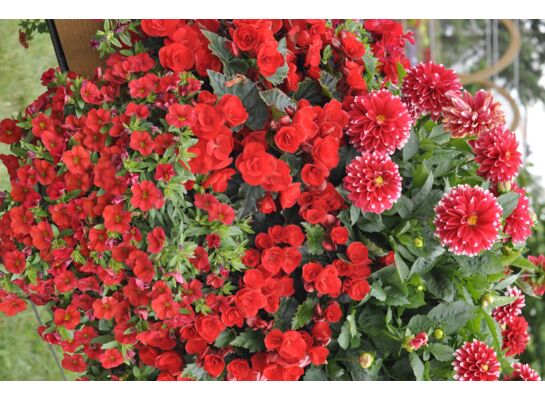 Dalia pomponiasta, wys. 30 cm, don. 12 cm