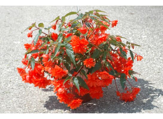 Begonia w wiszącej donicy wys. 30 cm don. 23 cm