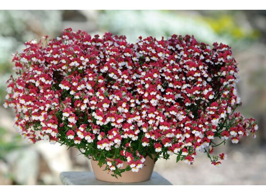 Sunsatia/Nemesia wys. 30 cm don. 12 cm