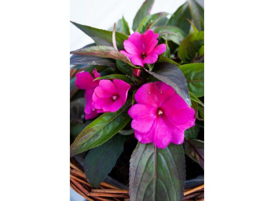 Niecierpek nowogwinejski