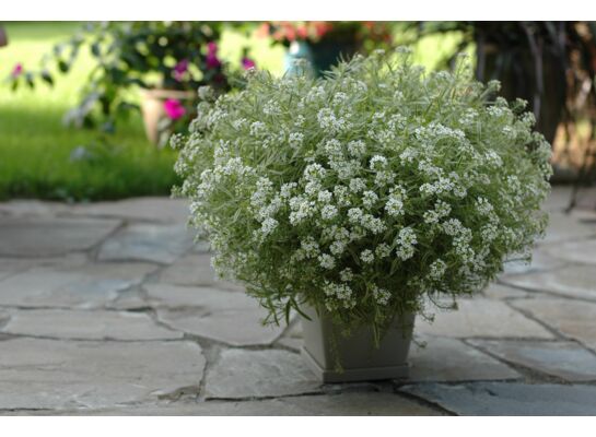 Lobularia wys. 30 cm don. 10 cm