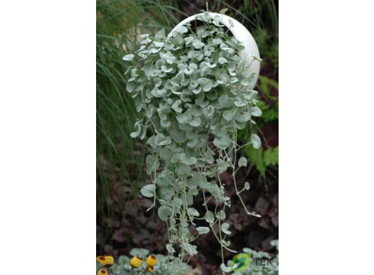 Dichondra don. 10,5 cm wys. 25 cm