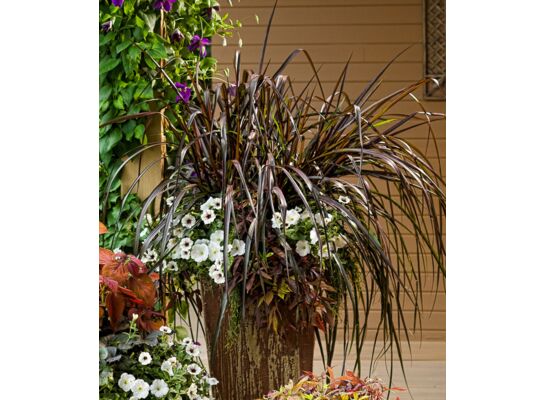 Trawa Vertigo wys. 80 cm don. 17 cm