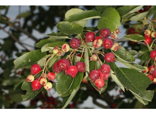 Świdośliwa olcholistna Sleyt