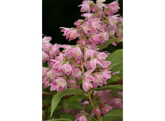 Żylistek mieszańcowy Strawberry Fields