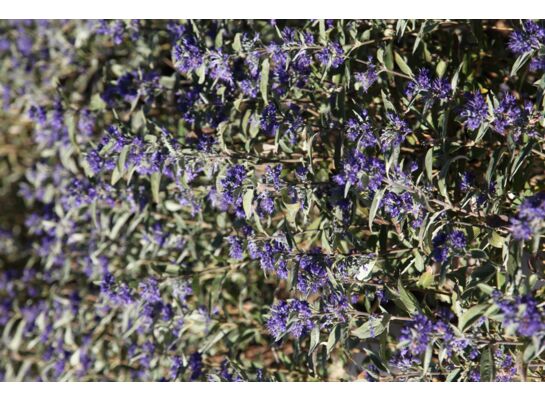 barbula klandońska 'Heavenly Blue'