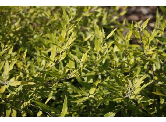 Barbula klandońska Worcester Gold