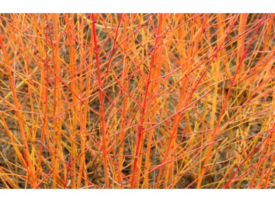 dereń świdwa 'Anny's Winter Orange'