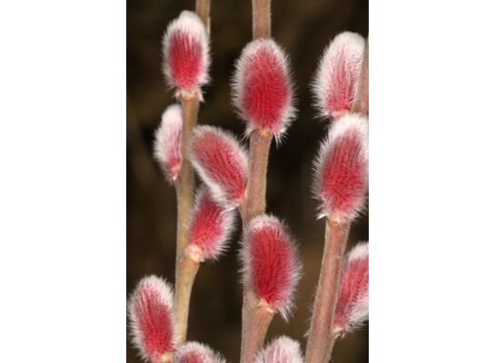 wierzba wiotka 'Mt Aso'