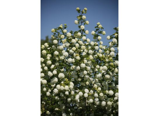 kalina koralowa 'Roseum'