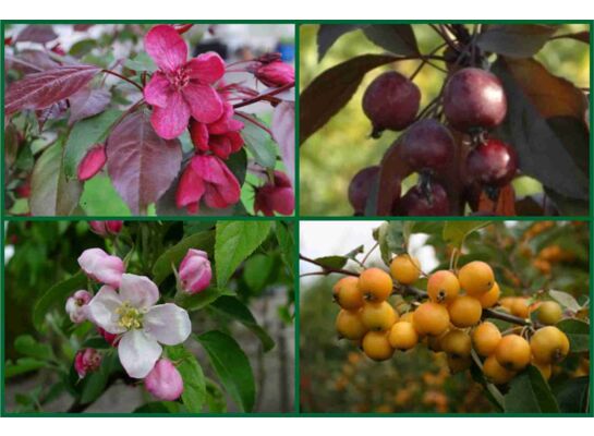 Jabłoń ozdobna yws.130-150 cm don. 23 cm