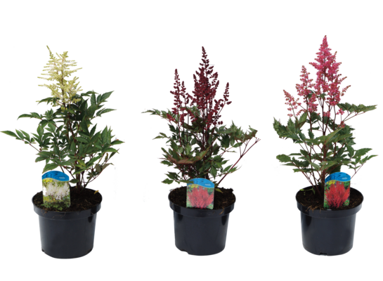 Tawułka wys. 30 cm don. 17 cm