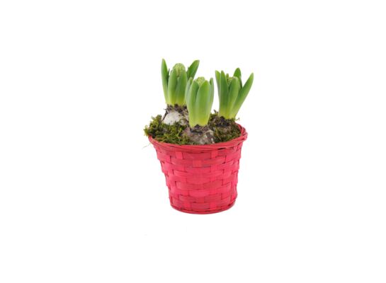 Hiacynt w koszyczku czerwonym