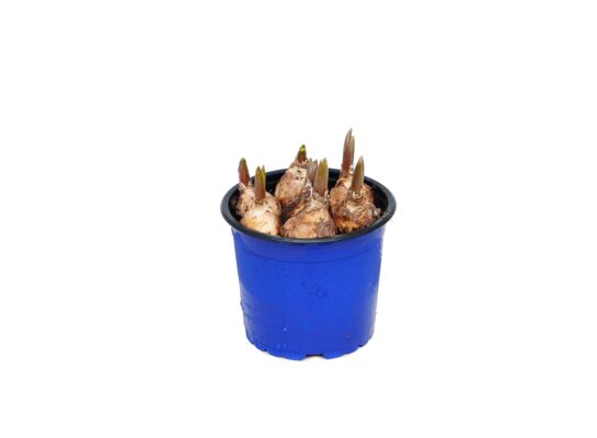 Szafirek plastikowa don. 12 cm wys. 20 cm
