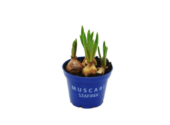 Szafirek niebieski don. 9 cm 5 cebulek wys. 15 cm