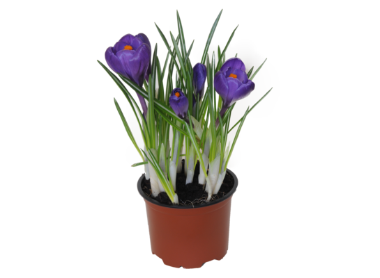Krokus don. 10,5 cm wys. 15 cm
