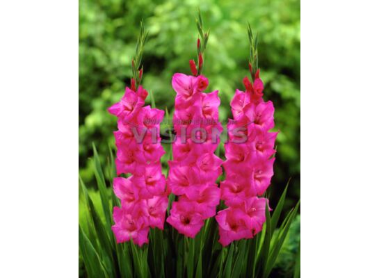 Mieczyk Fidelio Pink