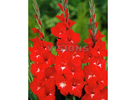 Mieczyk Traderhorn Red