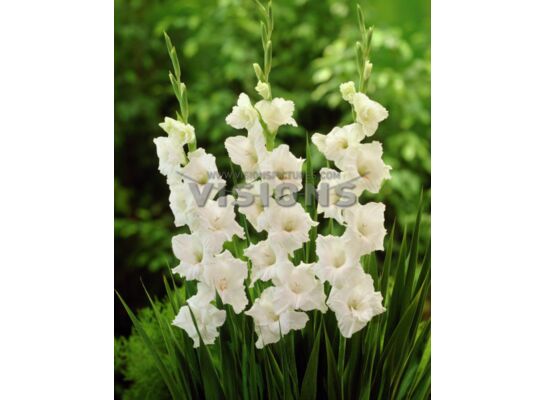 Mieczyk White Prosperity