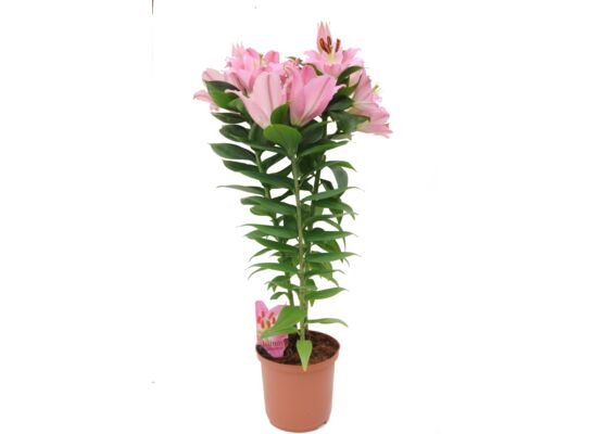 Lilia Asiatic Pink